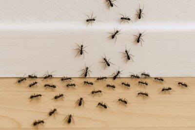 Trail of ants crawling along the baseboard and wooden floor inside a home.