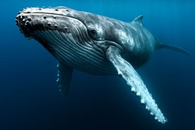 A humpback whale swimming just below the ocean surface with its flippers extended