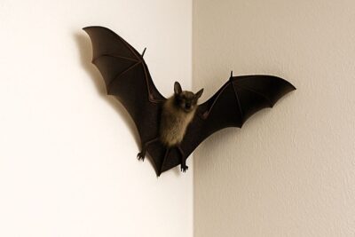 A bat in the corner